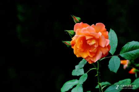 月季花什么时候开花 月季花简介 月季花什么时候开简介