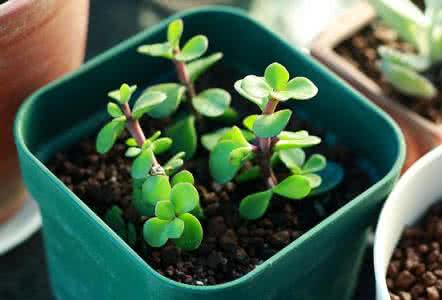 金枝玉叶 原来“金枝玉叶”是一种花，真的太美了！