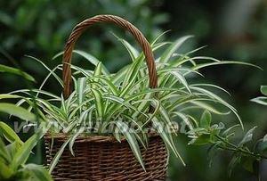 吊兰养殖注意事项 吊篮养殖 吊兰的养殖方法和注意事项