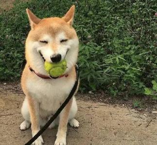 养一只柴犬 养一只柴犬,保你每天好心情!