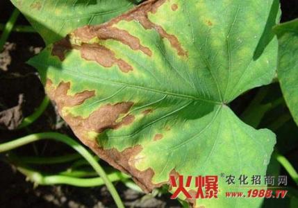 柑橘疮痂病 甘薯疮痂病