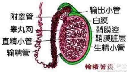 睾丸有硬块是什么原因 睾丸硬块 导致睾丸里面有硬块的原因