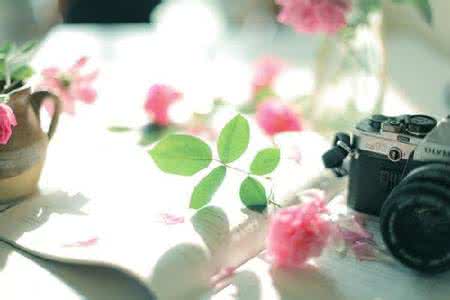 云烟深处 细品岁月 情感:细品烟火岁月,静赏风里落花