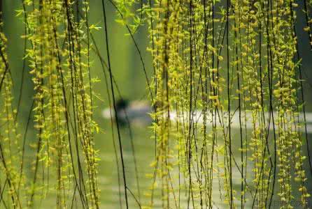 蜀风雅韵 唐秀玲 【词风雅韵】唐秀玲 | 千般姿态随心境 万里长空竞自由