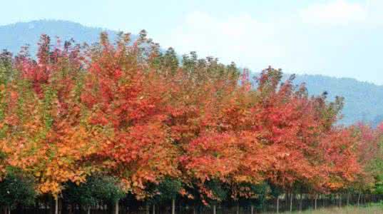 槭树科植物 观赏树种 植物百科 著名观赏树种——槭树