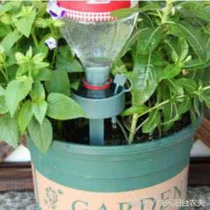 油桶种菜妙招图片欣赏 室内种菜妙招图片 学会这几种简单的自动阳台浇水妙招，种花种菜不再愁