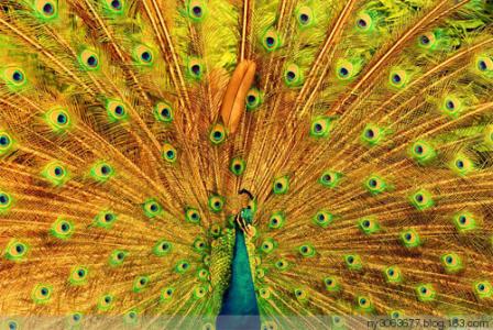 孔雀开屏歇后语 孔雀开屏 孔雀开屏歇后语