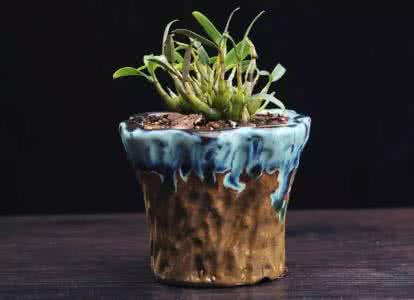 石斛种植方法 【秘】最全石斛种植技巧教你种出漂亮的石斛盆景