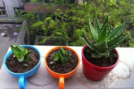 多肉植物养成记 芦荟养殖 植物养成记：芦荟的养殖方法，芦荟图片