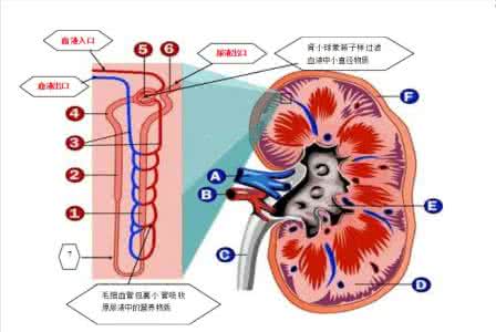 中药补肾壮阳大全 怎么能壮阳补肾？中药加内脏