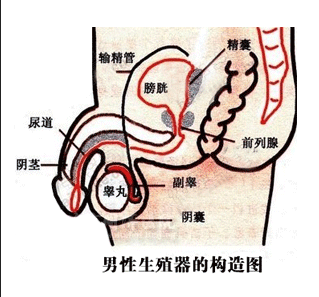 射精和肾有关系吗 性早泄跟什么有关系 体外射精与早泄有关系吗