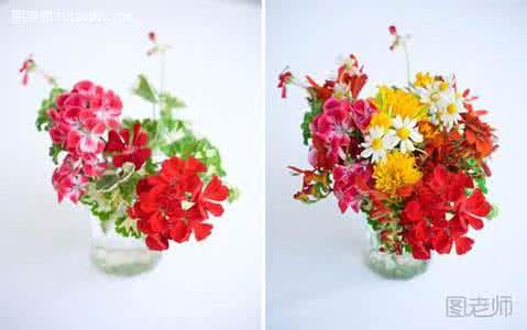 天竺葵 天竺葵插花