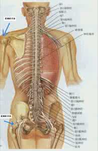 骶1椎体隐性脊柱裂 纠正脊柱椎体的微小错位