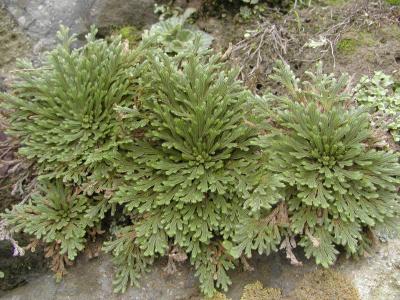 卷柏是裸子植物吗 卷柏是什么植物 究竟卷柏是裸子植物吗