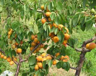 梦到杏树 解梦 梦到杏树