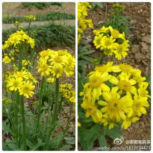 莲座状丛生 莲座丛