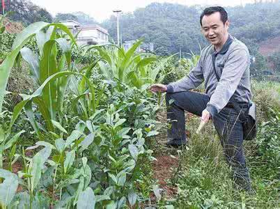 幼龄茶园管理技术 花生种植技术 幼龄茶园间作花生种植技术