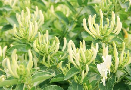 时间是一味良药 豨莶草，一味不被注意的良药！豨莶草降血沉有良效