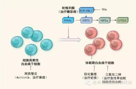 癌症治疗药物 干细胞 药物筛选 干细胞加速罕见癌症治疗药物筛选