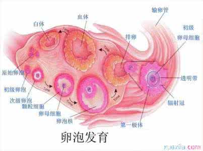 什么食物促进卵泡发育 什么食物促卵泡发育?