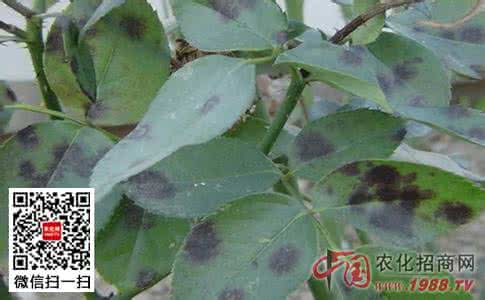 核桃黑斑病防治方法 黑斑病 月季黑斑病的防治方法
