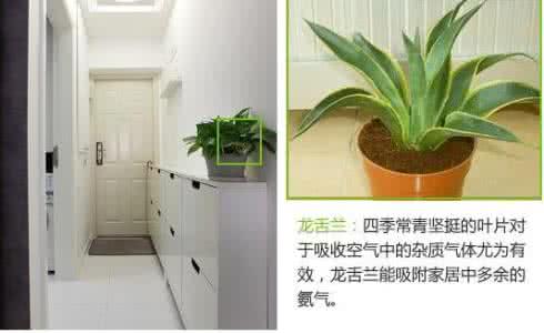 适合新装修房子的植物 适合新装修房子的植物 刚装修好的房子放什么植物?