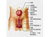 腹股沟疼痛是什么原因 腹股沟疼痛 引起它的原因是什么