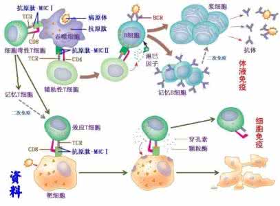 效应t细胞的作用 效应t细胞 关于效应T细胞的作用最完整的一组是①分泌淋巴因子②呈递抗原③识别抗原④激活溶酶体酶⑤与靶细胞结合