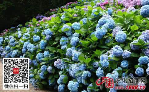 八仙花的养殖方法 八仙花的养殖方法 【八仙花的养殖方法】八仙花怎么养