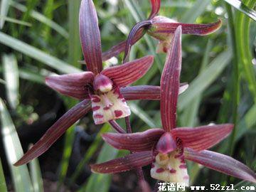 大叶寒兰图片大全 花语大全：寒兰的花语