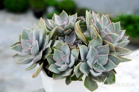 多肉新手入门 新手入门之多肉不死秘籍，菜鸟们必看！