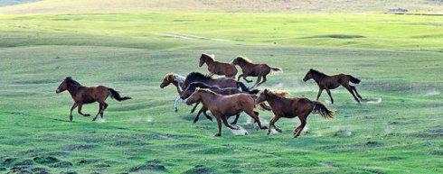 伊恩.麦克莱恩 养育男孩的40条建议（伊恩·利利科）