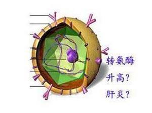 转氨酶正常值是多少 转氨酶