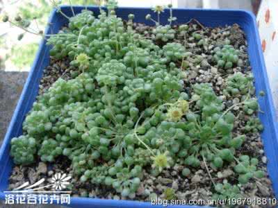 魔南景天 魔南景天 魔南景天(Monanthes brachycaulon)的繁殖方法(2)