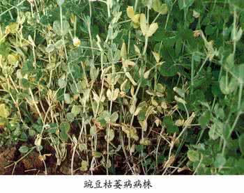 豌豆枯萎病图 豌豆枯萎病