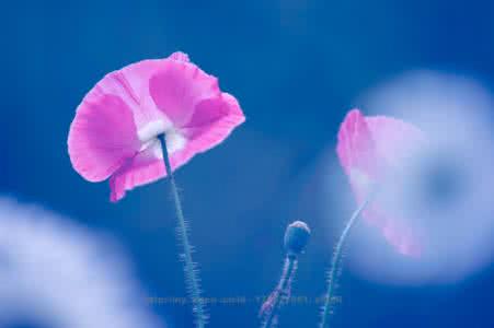 再回首 美文 念念回首处，心安即菩提【情感美文】