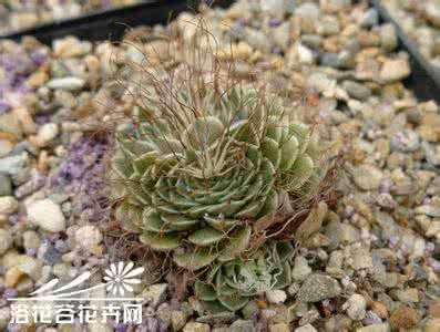 thug life 菊日和（Graptopetalum filiferum）的养护方法