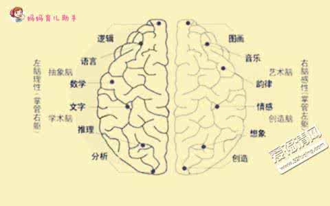 宝宝大脑发育最佳时间 宝宝大脑发育时间介绍