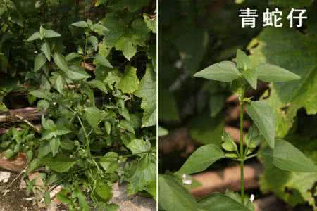 野外可食用植物大全 野外可食用植物大全(二)