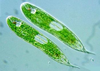刮脂藻裸藻固体饮料 淡水藻  裸藻(Euglena)  