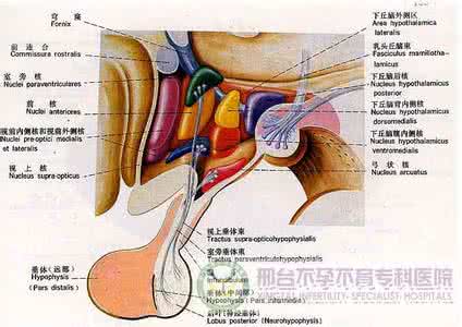 下丘脑是内分泌腺吗 下丘脑内分泌综合征