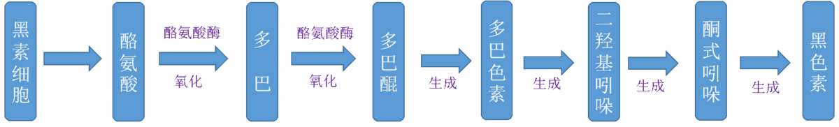 酪氨酸酶 黑色素 黑色素的形成 酪氨酸酶反应