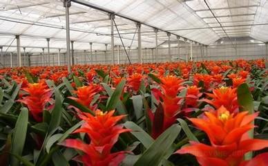 凤梨的栽培 观赏凤梨的家庭栽培