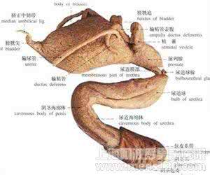重庆男性包茎手术医院 男性朋友们包茎会不会早泄