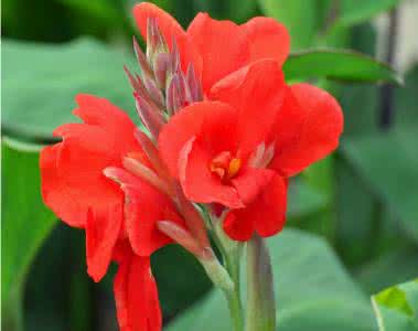 大花美人蕉 大花美人蕉与美人蕉的区别