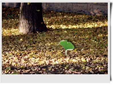 挫折教育 缺少挫折教育:教育缺失33