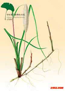 男科老中医 男人一生离不开的中草药