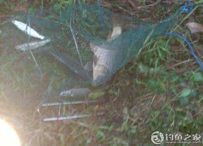 野塘钓鲤鱼 野塘实践钓鲤鱼配方