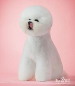 比熊犬天天梳毛好吗 比熊犬梳毛美容的三个要点