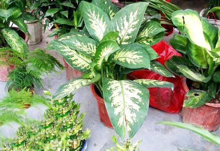 花叶万年青有毒吗 花叶万年青图片大全 【花叶万年青】花叶万年青怎么养是不是有毒植物
